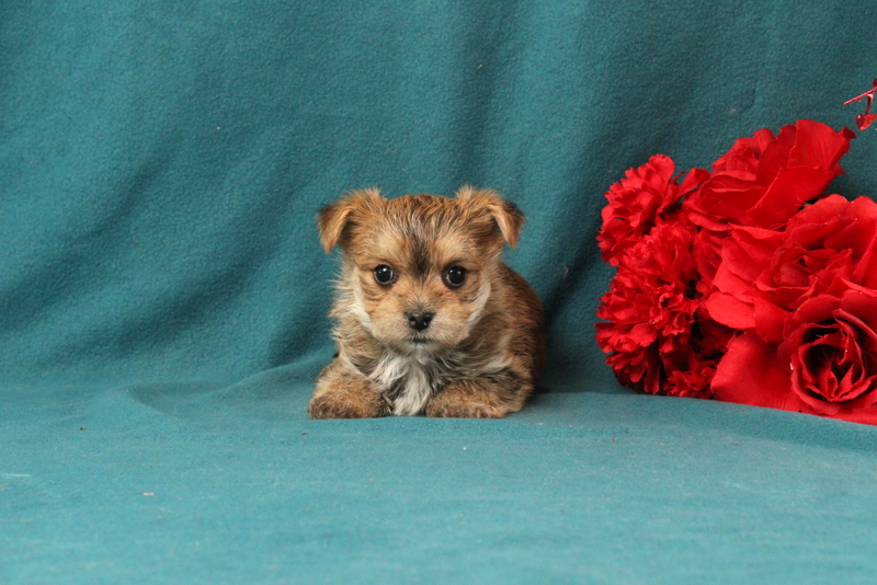 puppy, for, sale, Morkie, Matthew B. Stoltzfus, dog, breeder, Gap, PA, dog-breeder, puppy-for-sale, forsale, nearby, find, puppyfind, locator, puppylocator, aca
